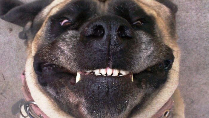 Hey Pandas, Post The Funniest Pictures Of Your Pets (Closed)