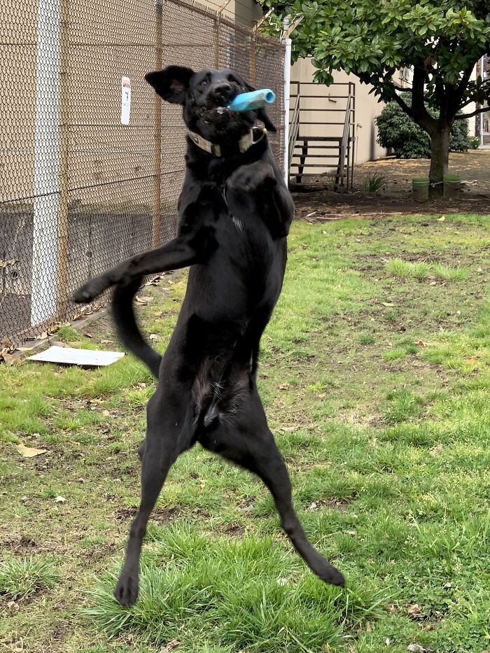 Hey Pandas, Post The Funniest Pictures Of Your Pets (Closed)