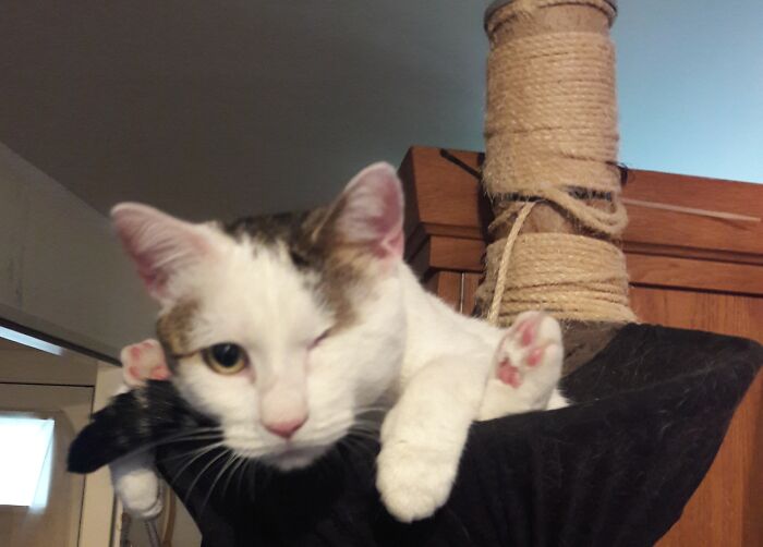 Hey Pandas, Post The Funniest Pictures Of Your Pets (Closed)