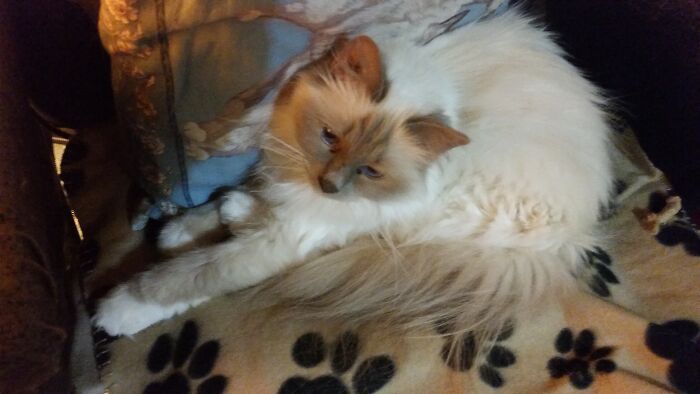 Hey Pandas, Post The Funniest Pictures Of Your Pets (Closed)