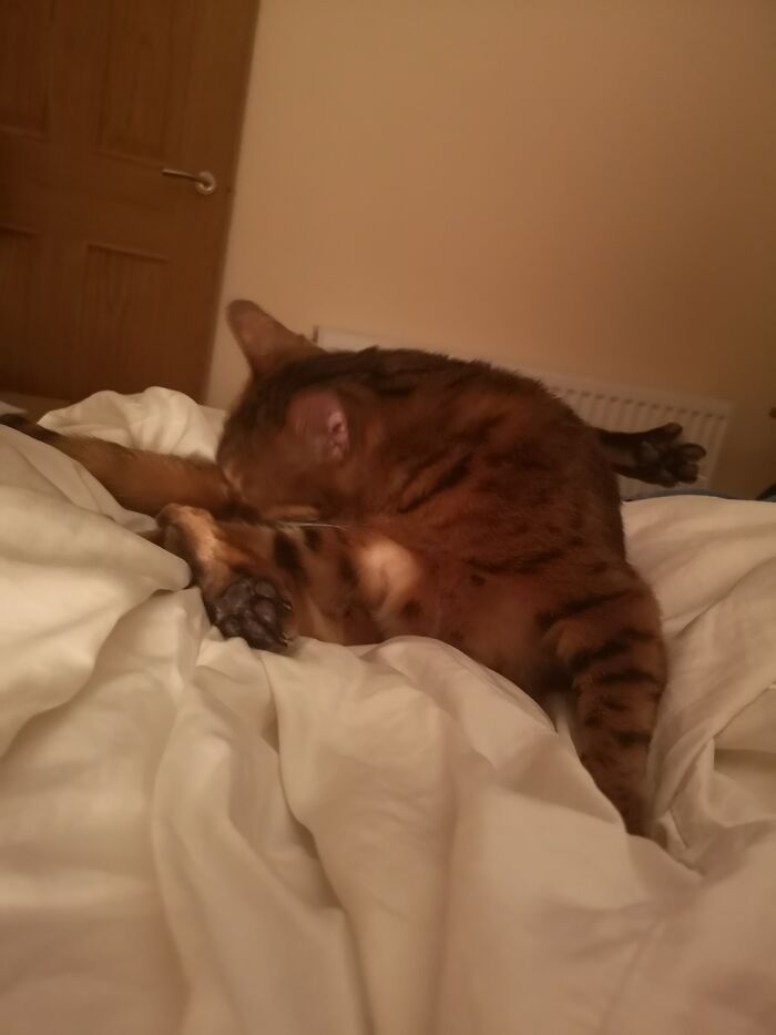 Hey Pandas, Post The Funniest Pictures Of Your Pets (Closed)