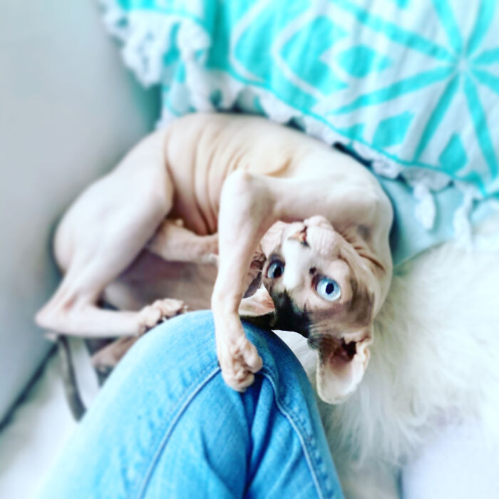 Hey Pandas, Post The Funniest Pictures Of Your Pets (Closed)