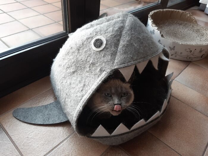 Hey Pandas, Post The Funniest Pictures Of Your Pets (Closed)