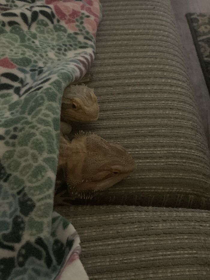 Hey Pandas, Post The Funniest Pictures Of Your Pets (Closed)