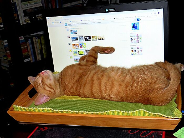 Hey Pandas, Post The Funniest Pictures Of Your Pets (Closed)