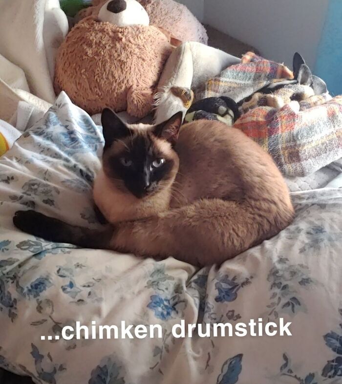 Hey Pandas, Post The Funniest Pictures Of Your Pets (Closed)