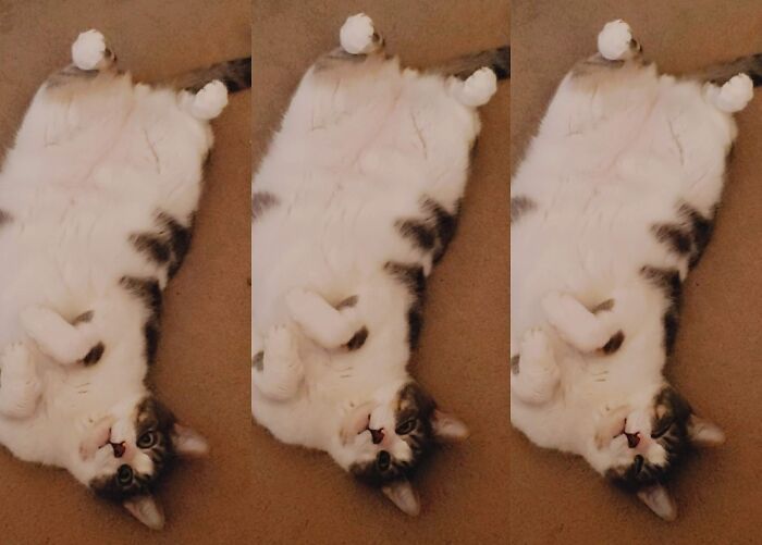 Hey Pandas, Post The Funniest Pictures Of Your Pets (Closed)