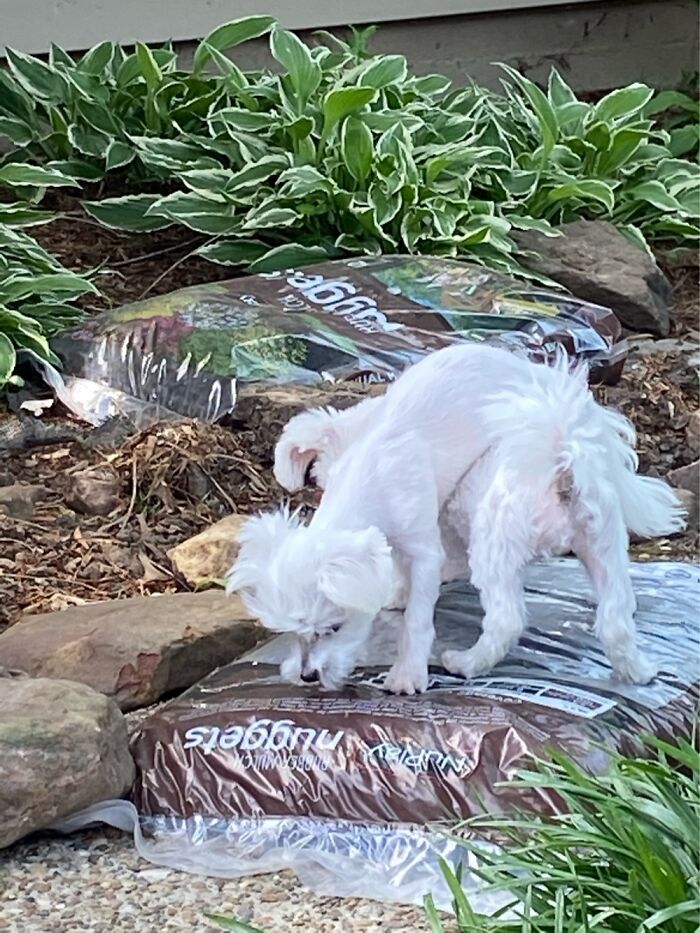 Hey Pandas, Post The Funniest Pictures Of Your Pets (Closed)