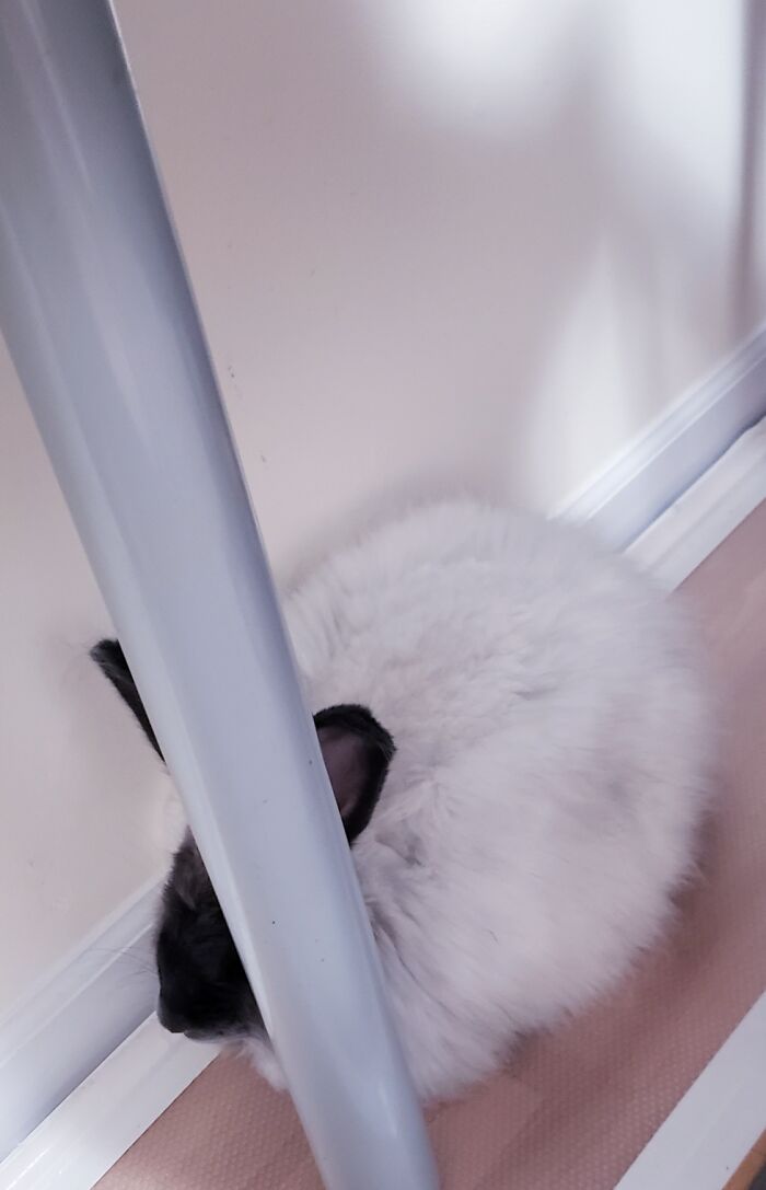 Hey Pandas, Post The Funniest Pictures Of Your Pets (Closed)