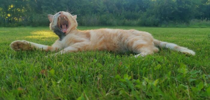 Hey Pandas, Post The Funniest Pictures Of Your Pets (Closed)