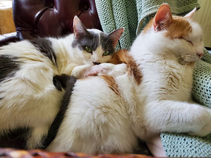 Hey Pandas, Post The Funniest Pictures Of Your Pets (Closed)