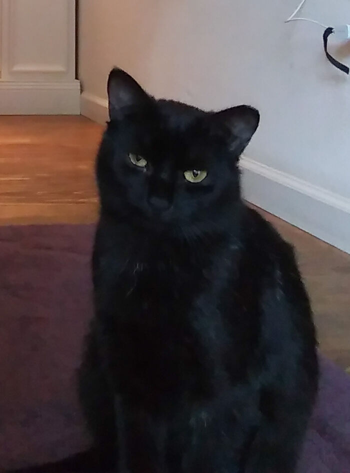 Hey Pandas, Post The Funniest Pictures Of Your Pets (Closed)