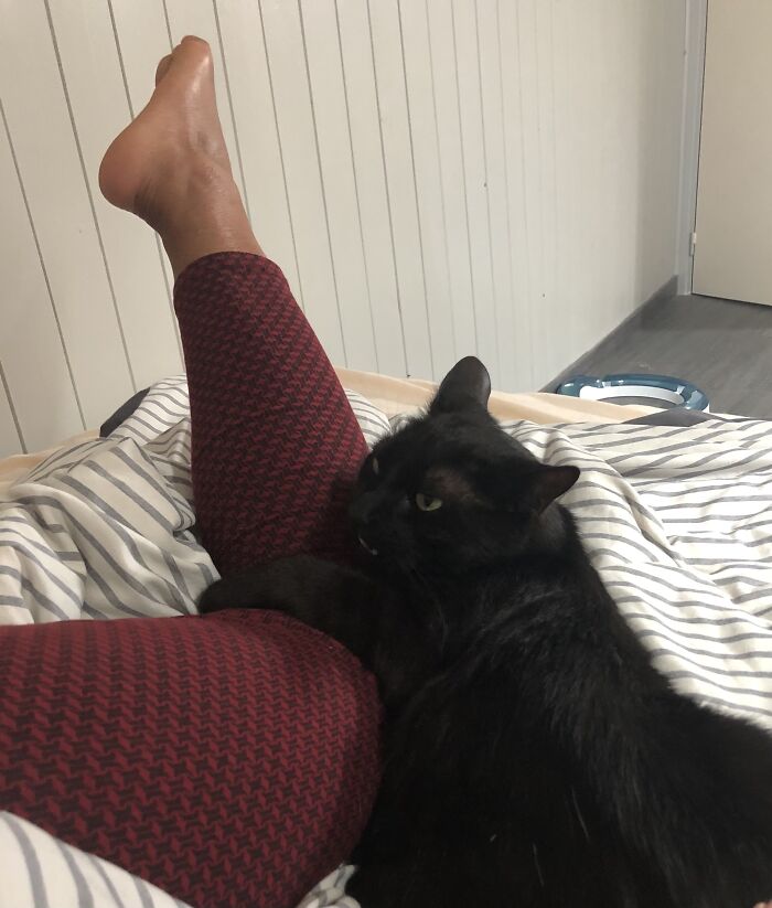 Hey Pandas, Post The Funniest Pictures Of Your Pets (Closed)