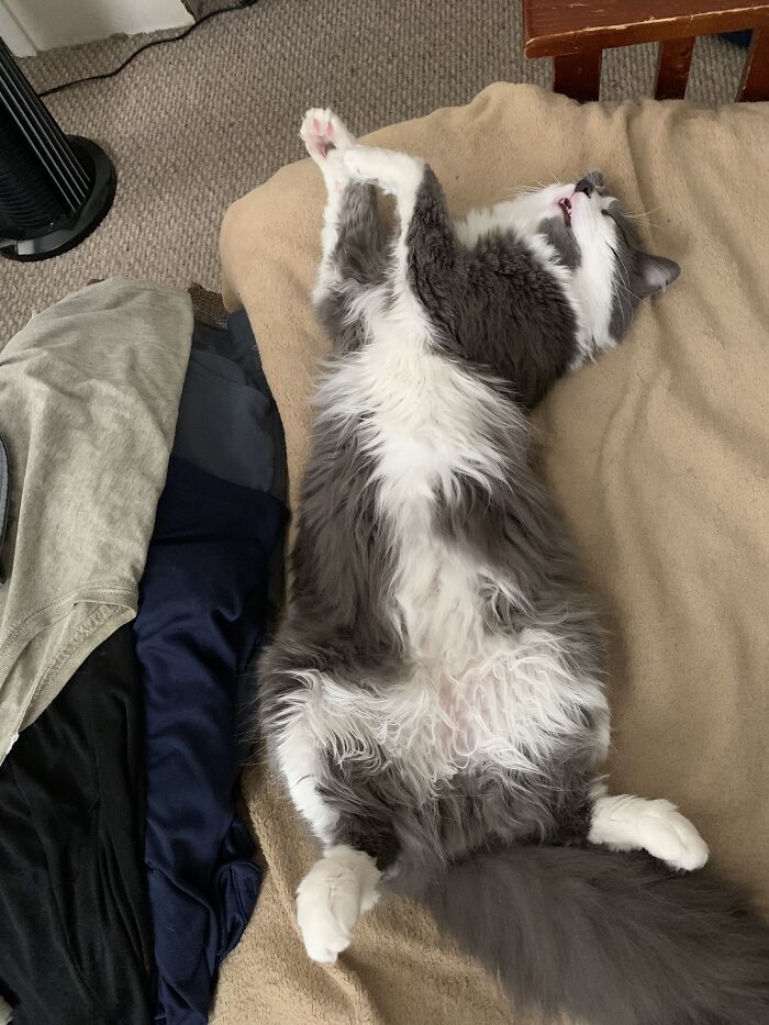 Hey Pandas, Post The Funniest Pictures Of Your Pets (Closed)