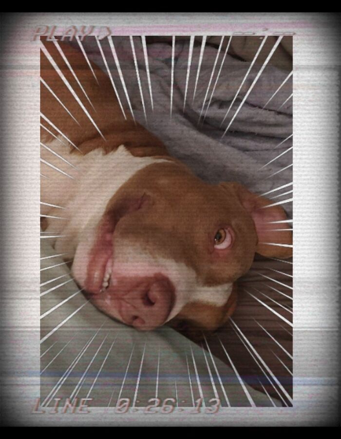 Hey Pandas, Post The Funniest Pictures Of Your Pets (Closed)