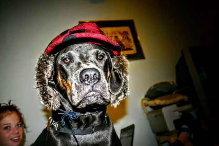 Hey Pandas, Post The Funniest Pictures Of Your Pets (Closed)