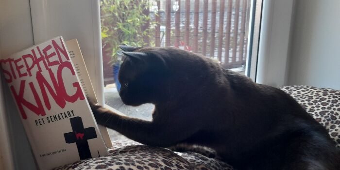 Hey Pandas, Post The Funniest Pictures Of Your Pets (Closed)