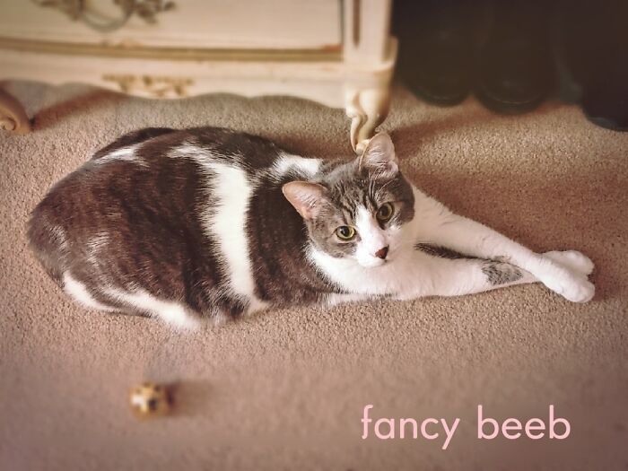 Hey Pandas, Post The Funniest Pictures Of Your Pets (Closed)