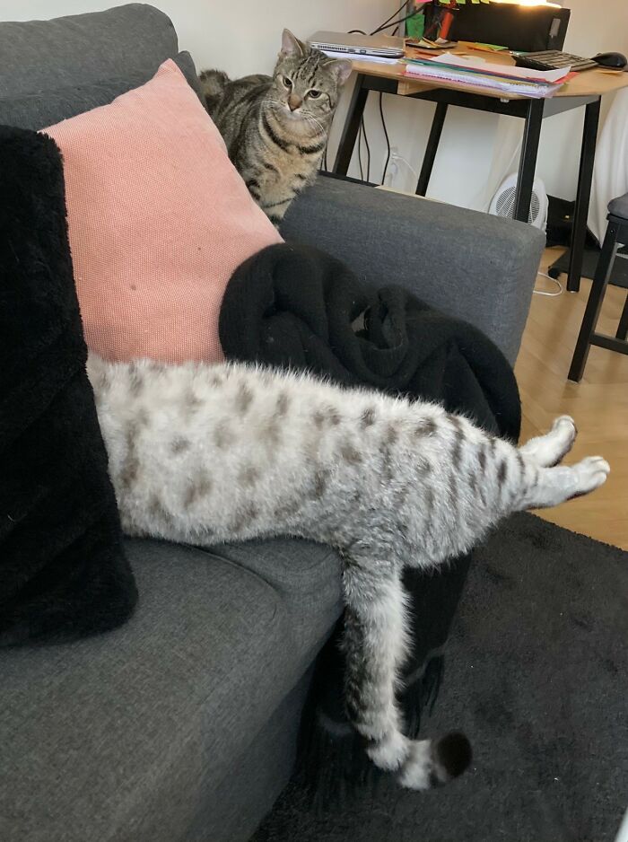 Hey Pandas, Post The Funniest Pictures Of Your Pets (Closed)