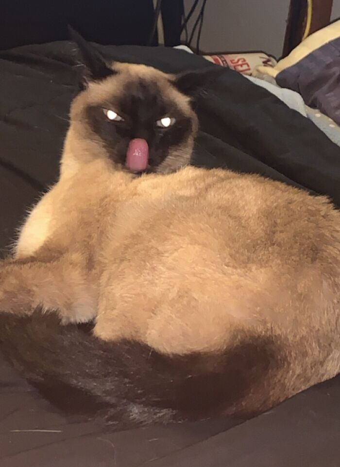 Hey Pandas, Post The Funniest Pictures Of Your Pets (Closed)