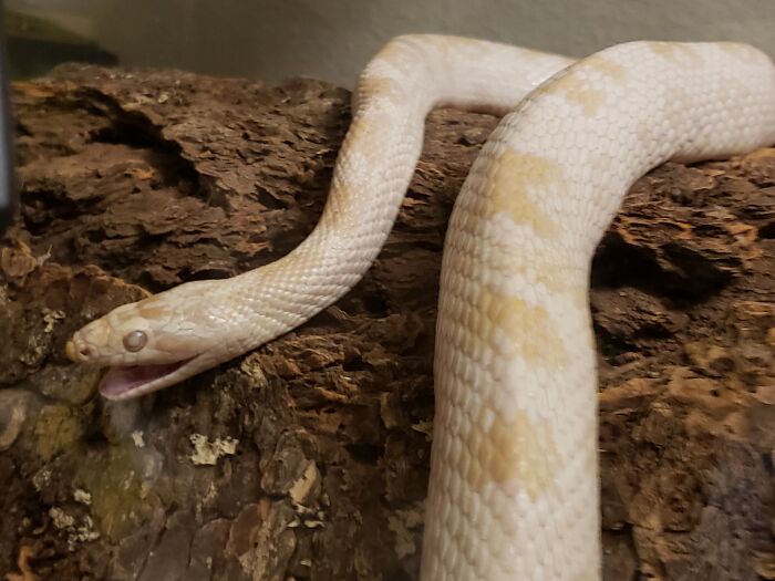 Hey Pandas, Post The Funniest Pictures Of Your Pets (Closed)