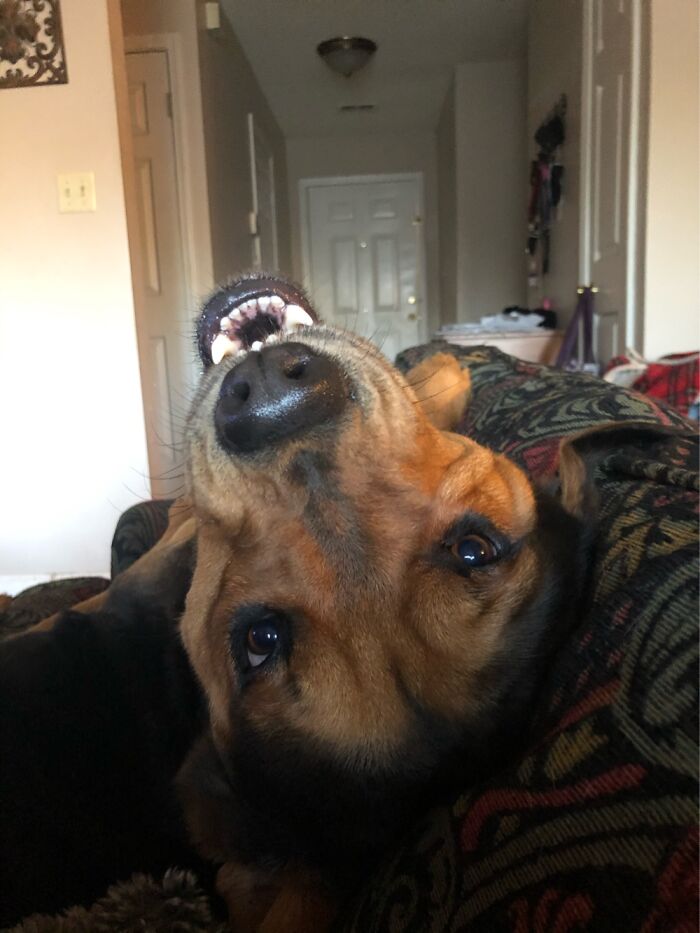 Hey Pandas, Post The Funniest Pictures Of Your Pets (Closed)