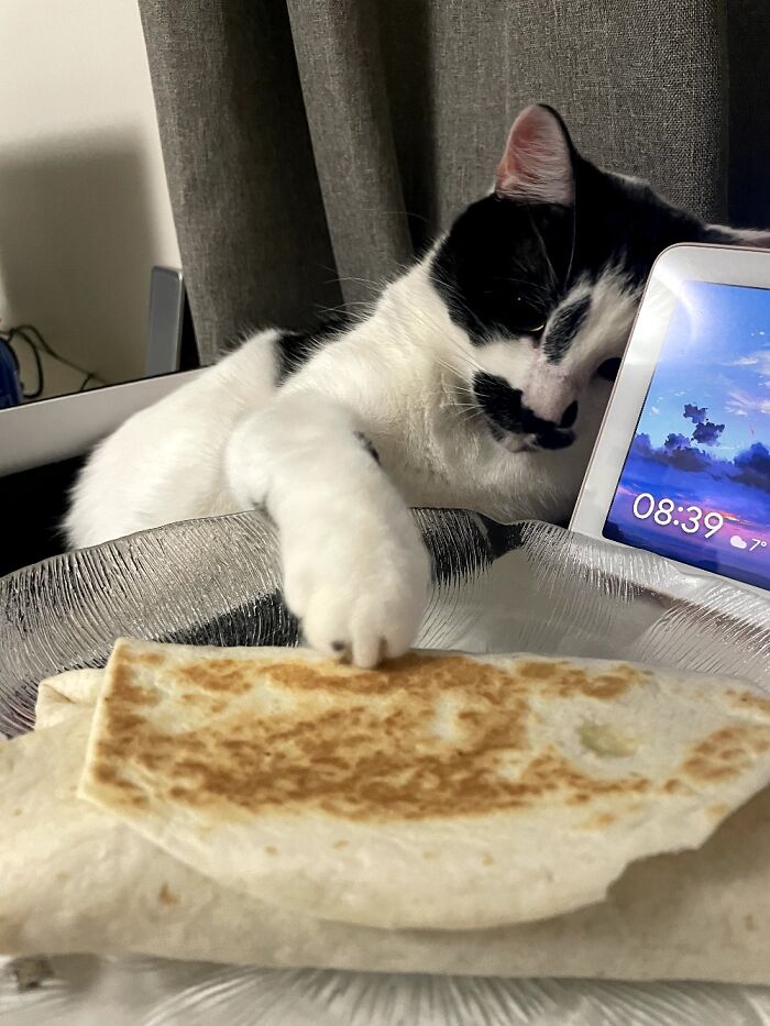 Hey Pandas, Post The Funniest Pictures Of Your Pets (Closed)