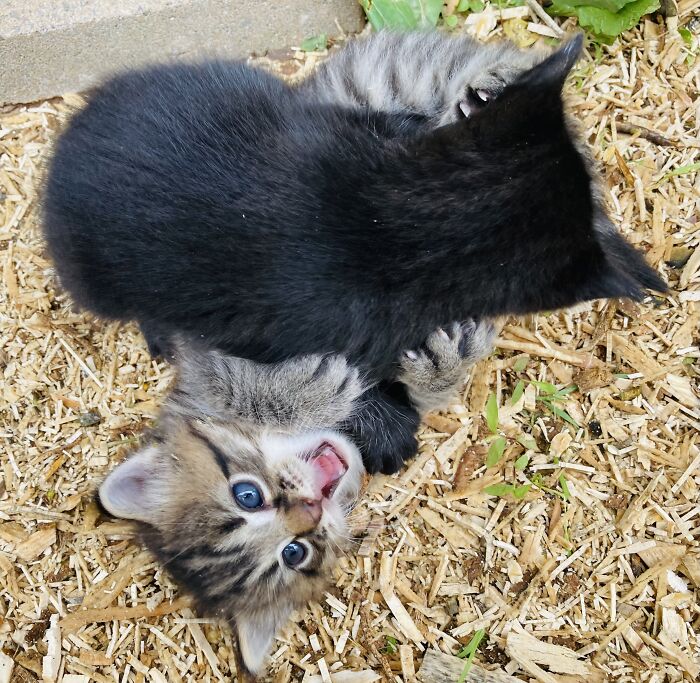 Hey Pandas, Post The Funniest Pictures Of Your Pets (Closed)