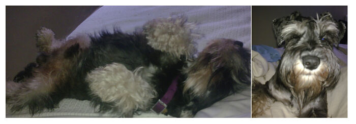 Hey Pandas, Post The Funniest Pictures Of Your Pets (Closed)