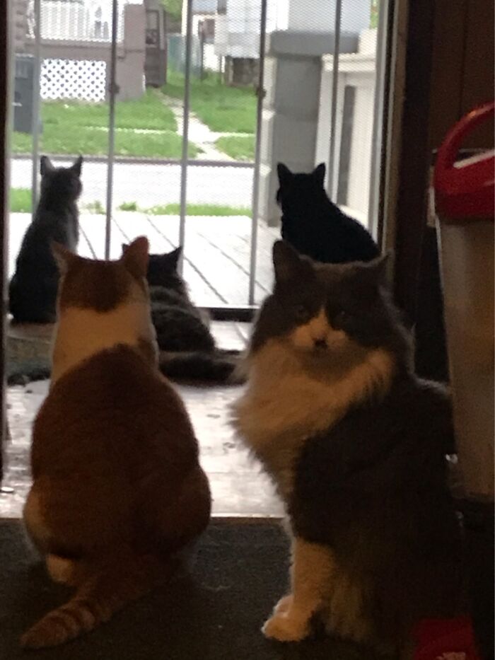 Hey Pandas, Post The Funniest Pictures Of Your Pets (Closed)