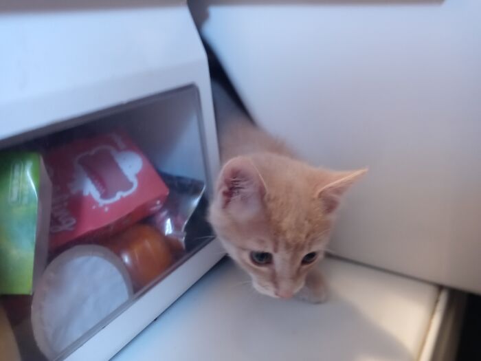 Hey Pandas, Post The Funniest Pictures Of Your Pets (Closed)