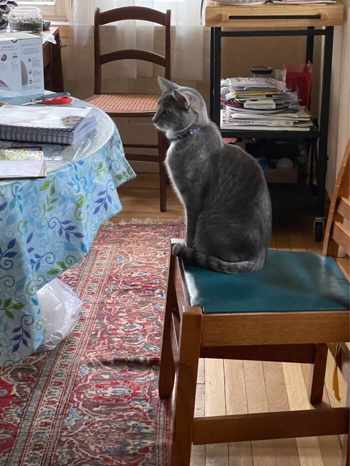 Hey Pandas, Post The Funniest Pictures Of Your Pets (Closed)