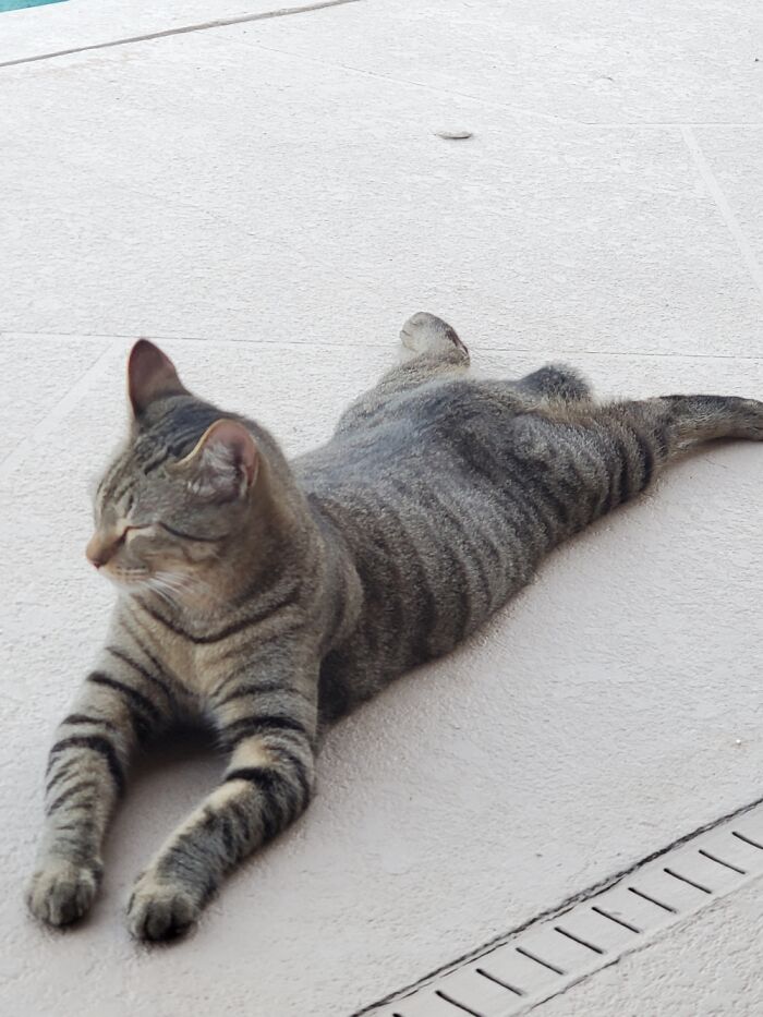 Hey Pandas, Post The Funniest Pictures Of Your Pets (Closed)