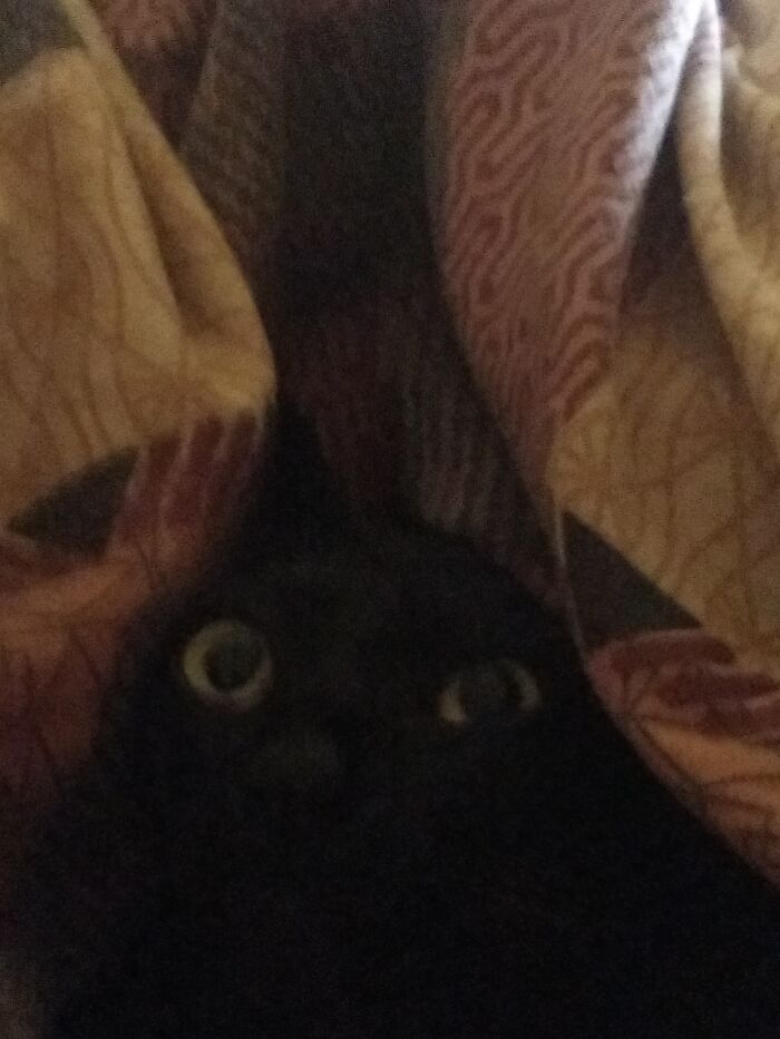 Hey Pandas, Post The Funniest Pictures Of Your Pets (Closed)