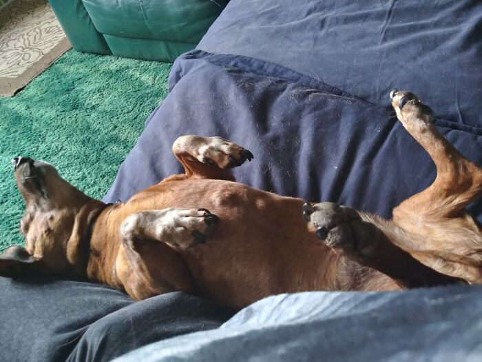 Hey Pandas, Post The Funniest Pictures Of Your Pets (Closed)