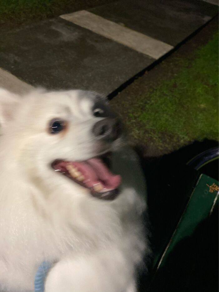 Hey Pandas, Post The Funniest Pictures Of Your Pets (Closed)