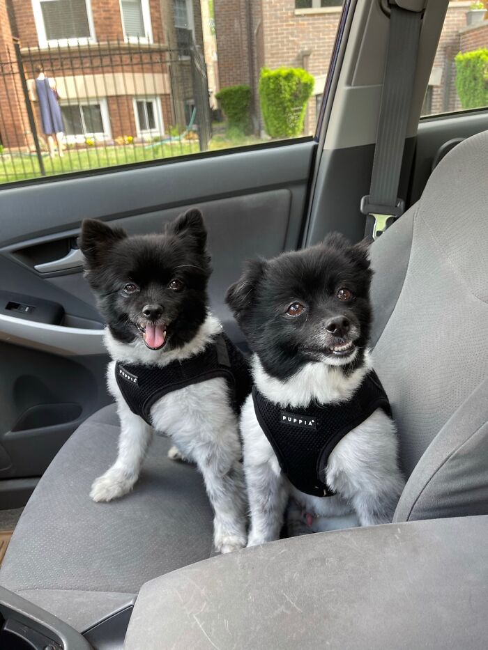 Hey Pandas, Post The Funniest Pictures Of Your Pets (Closed)