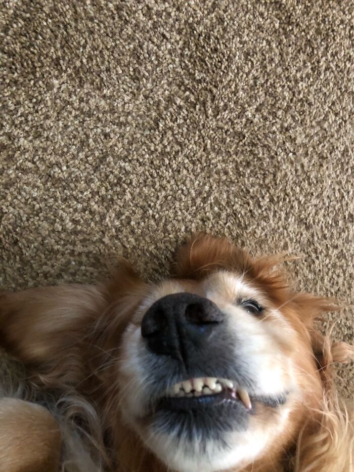 Hey Pandas, Post The Funniest Pictures Of Your Pets (Closed)