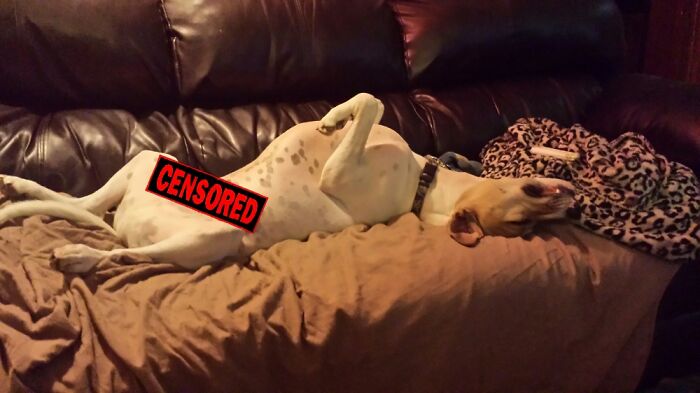 Hey Pandas, Post The Funniest Pictures Of Your Pets (Closed)