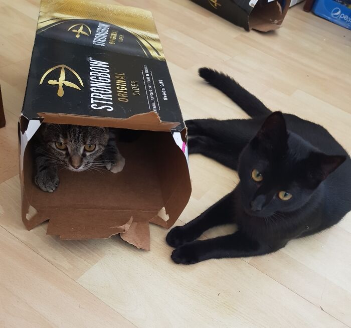 Hey Pandas, Post The Funniest Pictures Of Your Pets (Closed)