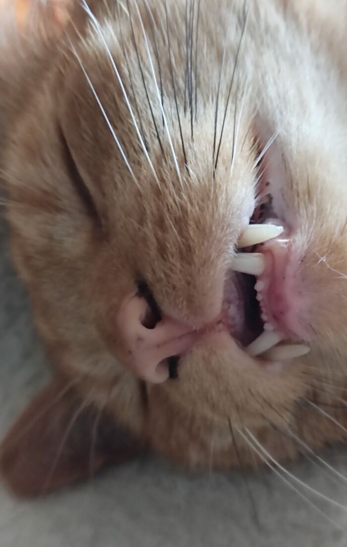 Hey Pandas, Post The Funniest Pictures Of Your Pets (Closed)