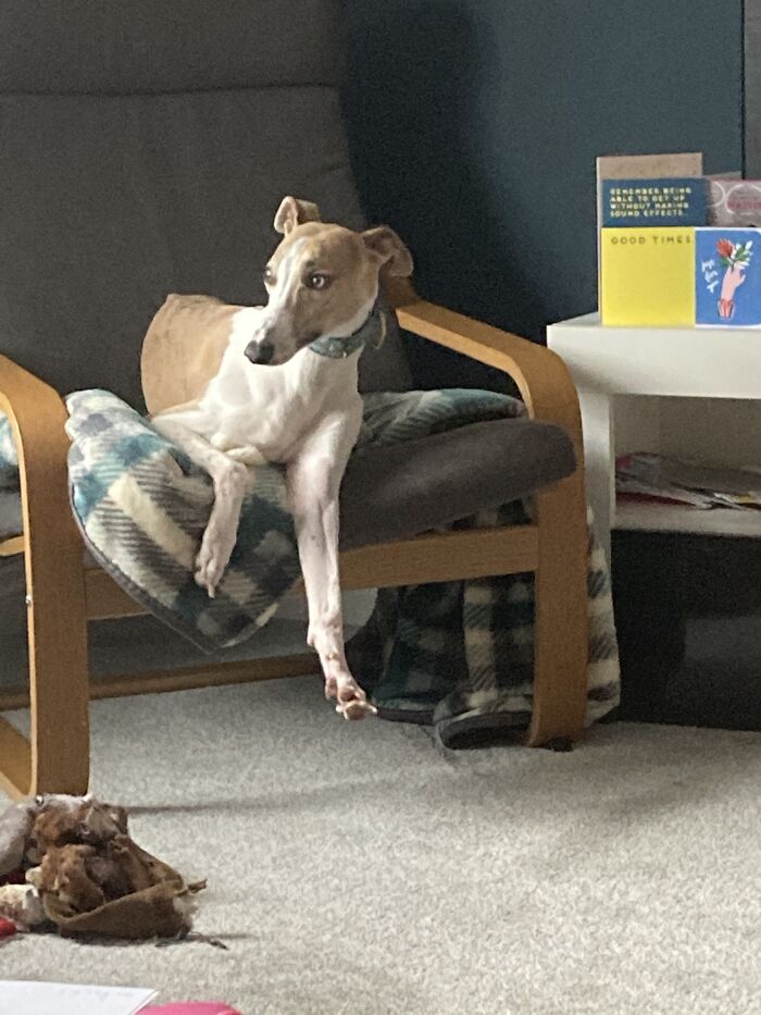 Hey Pandas, Post The Funniest Pictures Of Your Pets (Closed)