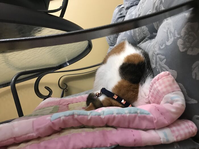 Hey Pandas, Post The Funniest Pictures Of Your Pets (Closed)