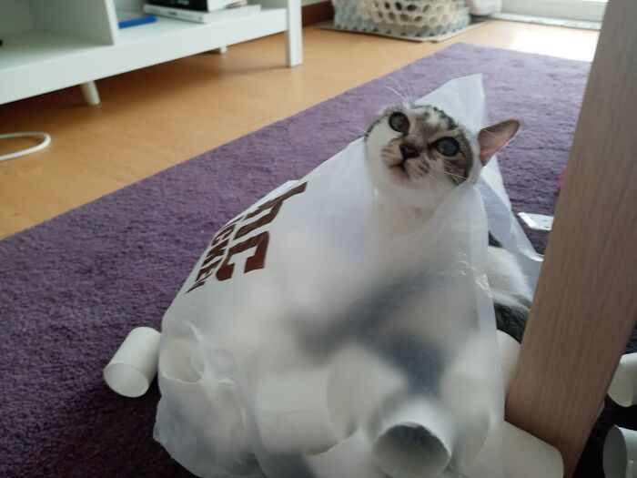 Hey Pandas, Post The Funniest Pictures Of Your Pets (Closed)