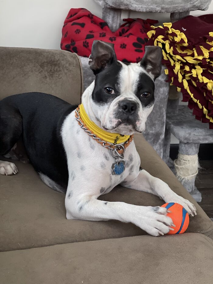 Hey Pandas, Post The Funniest Pictures Of Your Pets (Closed)