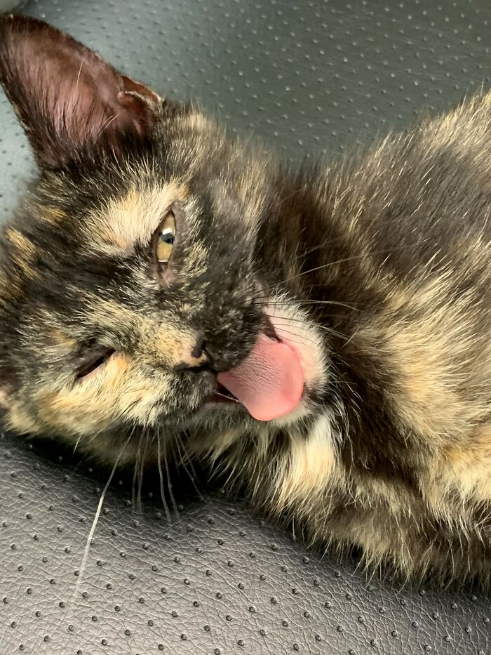 Hey Pandas, Post The Funniest Pictures Of Your Pets (Closed)