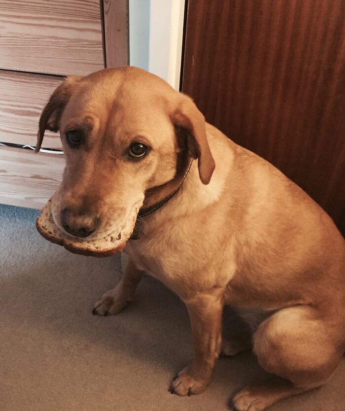 Hey Pandas, Post The Funniest Pictures Of Your Pets (Closed)