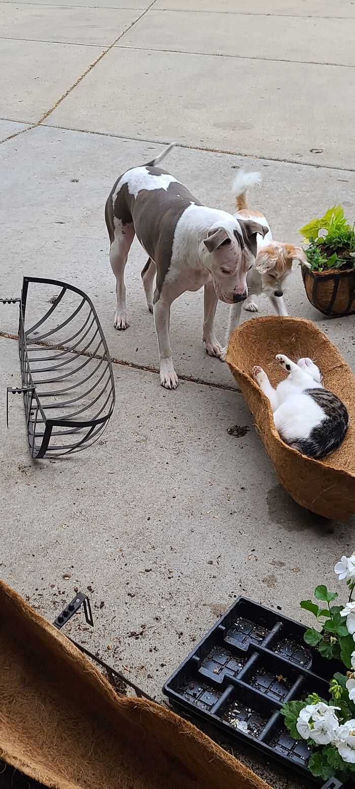 Hey Pandas, Post The Funniest Pictures Of Your Pets (Closed)