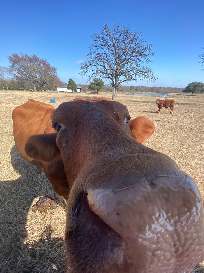 Hey Pandas, Post The Funniest Pictures Of Your Pets (Closed)