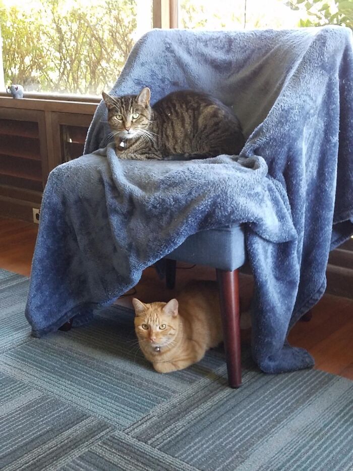 Hey Pandas, Post The Funniest Pictures Of Your Pets (Closed)